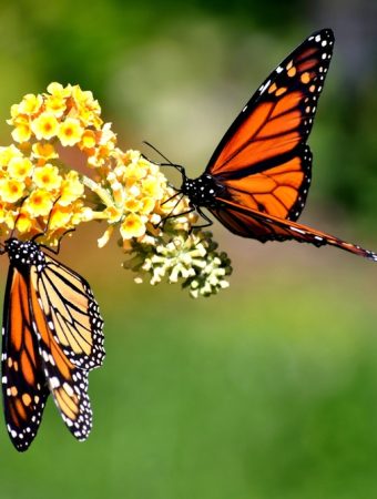 8 Pollinator-Friendly Plants That Bloom for Months