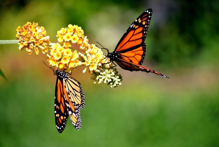 8 Pollinator-Friendly Plants That Bloom for Months