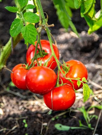 What Is the Best Use for Tomato Suckers You Remove?