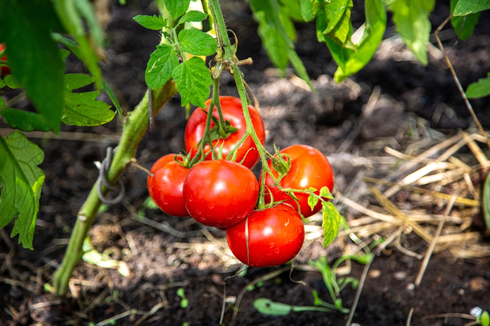 What Is the Best Use for Tomato Suckers You Remove?