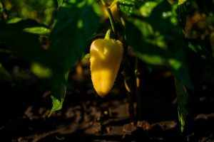 5 Ways to Prevent Sunscald on Peppers and Eggplants