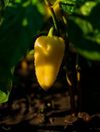 5 Ways to Prevent Sunscald on Peppers and Eggplants