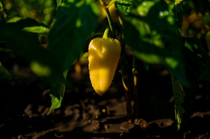 5 Ways to Prevent Sunscald on Peppers and Eggplants