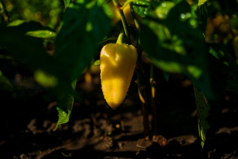 5 Ways to Prevent Sunscald on Peppers and Eggplants