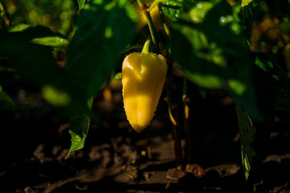 5 Ways to Prevent Sunscald on Peppers and Eggplants