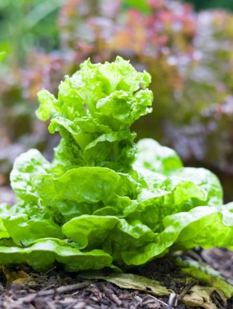 What Should You Do With Bolted Lettuce Besides Throwing It Away?