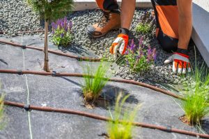 Could a Gravel Garden Cut Watering Without Looking Bare?