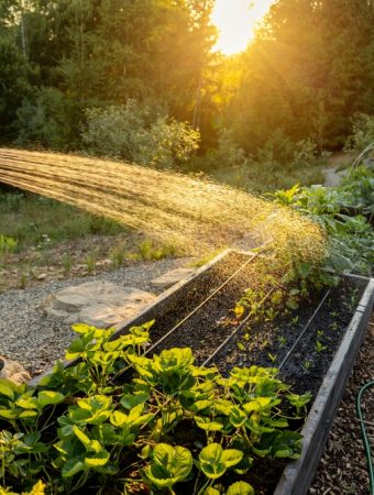 7 Heat-Safe Garden Chores Worth Doing Before Breakfast
