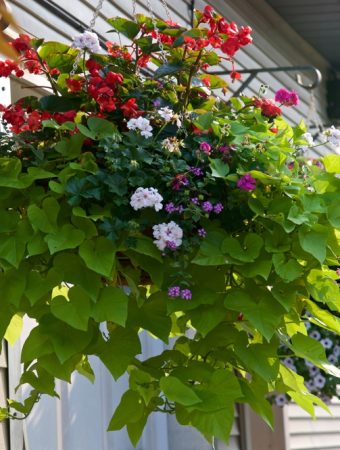 8 Ways to Keep Hanging Baskets From Drying Out by Noon