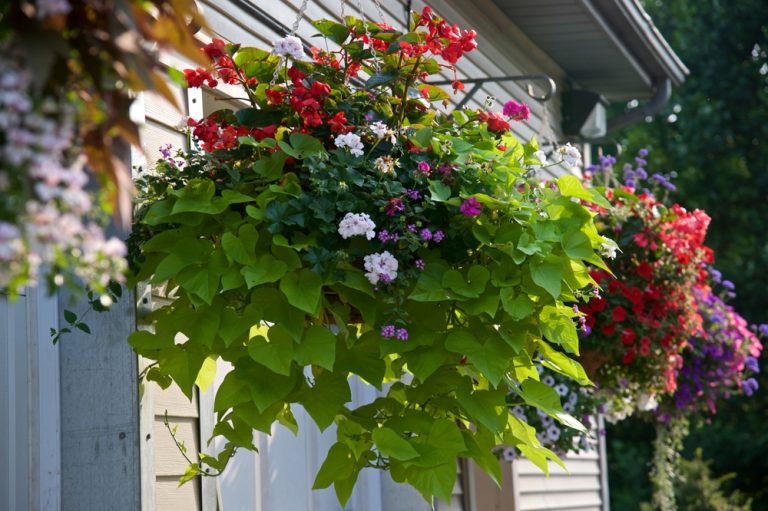 8 Ways to Keep Hanging Baskets From Drying Out by Noon
