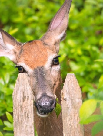 Low-Cost Ways to Keep Deer Away From Ripening Crops