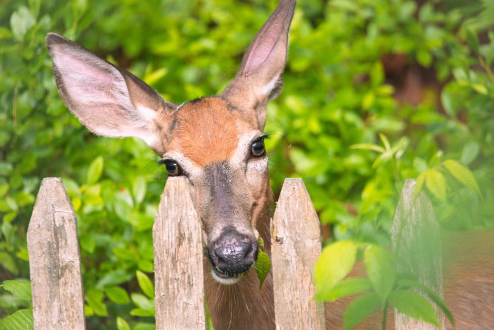 Low-Cost Ways to Keep Deer Away From Ripening Crops
