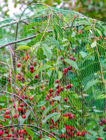 What Is the Cheapest Way to Keep Berries Away From Birds?