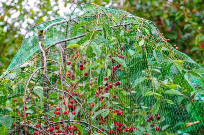 What Is the Cheapest Way to Keep Berries Away From Birds?