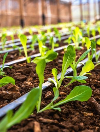 Smart Garden Tech: Drip Irrigation and Soil-Moisture Sensors Conserve Water and Money