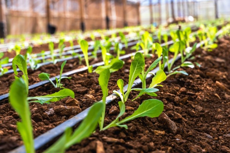 Smart Garden Tech: Drip Irrigation and Soil-Moisture Sensors Conserve Water and Money