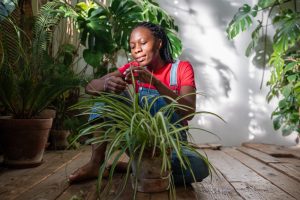 Why Are Gardeners Moving Houseplants Outdoors for the Summer?