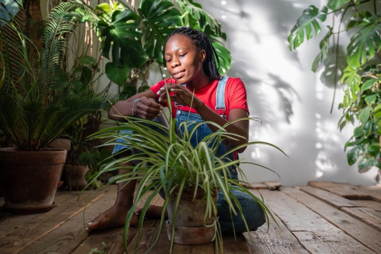 Why Are Gardeners Moving Houseplants Outdoors for the Summer?