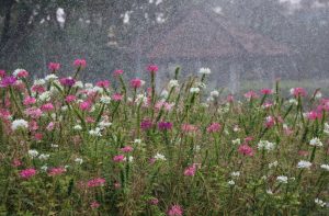 Should You Cut Back Perennials That Flop After Heavy Rain?