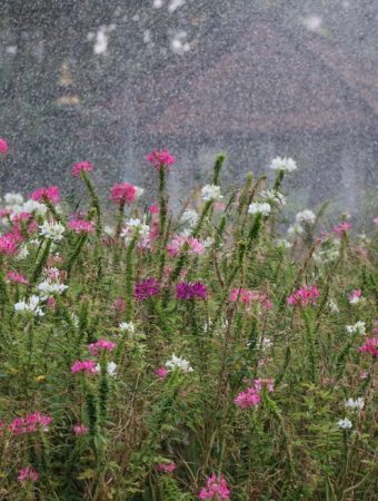 Should You Cut Back Perennials That Flop After Heavy Rain?