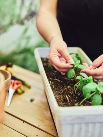 Should You Pinch Back Basil Once It Starts Budding?