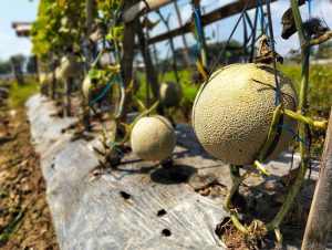 Warm Weather Can Delay Female Flowers on Melons—Gardeners Shouldn’t Panic Yet