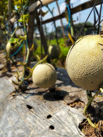 Warm Weather Can Delay Female Flowers on Melons—Gardeners Shouldn’t Panic Yet