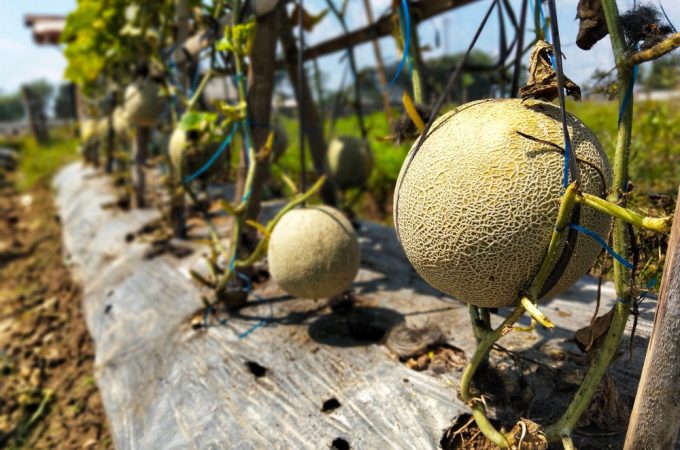 Warm Weather Can Delay Female Flowers on Melons—Gardeners Shouldn’t Panic Yet