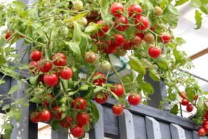 Why More Americans Are Turning Empty Patios Into Food Gardens