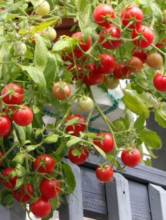 Why More Americans Are Turning Empty Patios Into Food Gardens
