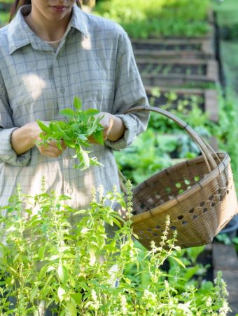 What Is Causing Brown Patches in an Otherwise Healthy Herb Garden?