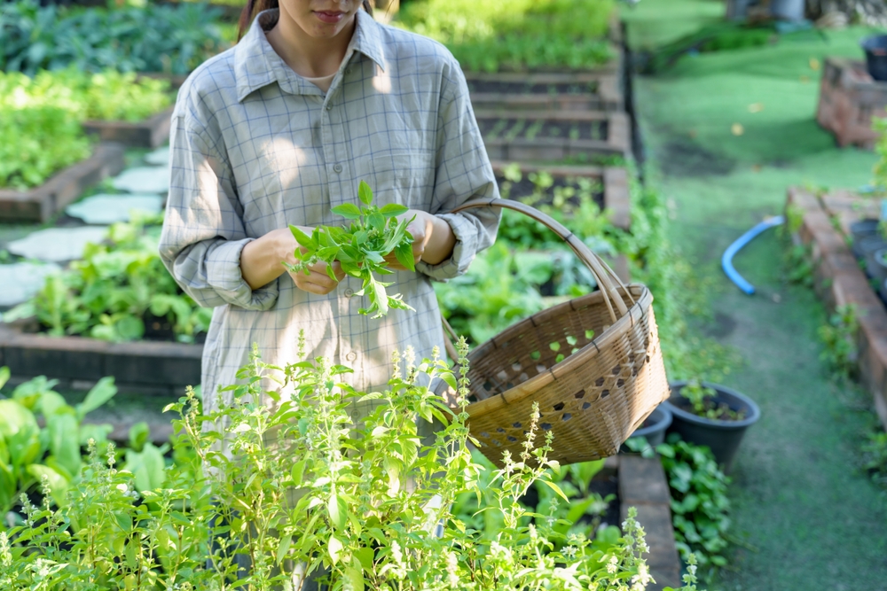 What Is Causing Brown Patches in an Otherwise Healthy Herb Garden?
