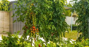 Why Gardeners Are Planting 'Insurance Crops' This Year—and What They Are