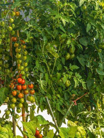 Why Gardeners Are Planting 'Insurance Crops' This Year—and What They Are