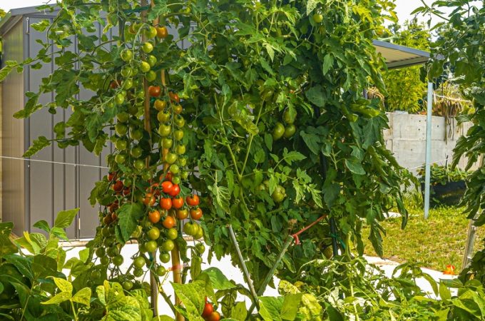 Why Gardeners Are Planting 'Insurance Crops' This Year—and What They Are
