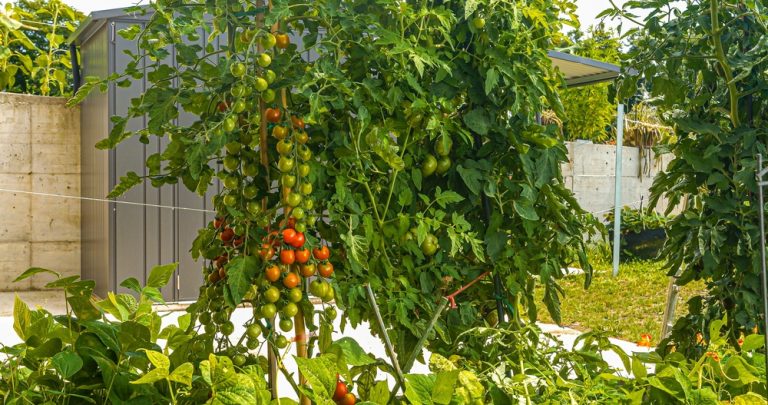 Why Gardeners Are Planting 'Insurance Crops' This Year—and What They Are