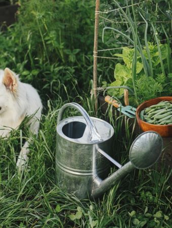 Pet‑Friendly Gardening: Non‑Toxic Plants and Shady Spots Make Your Yard Safe for Fido