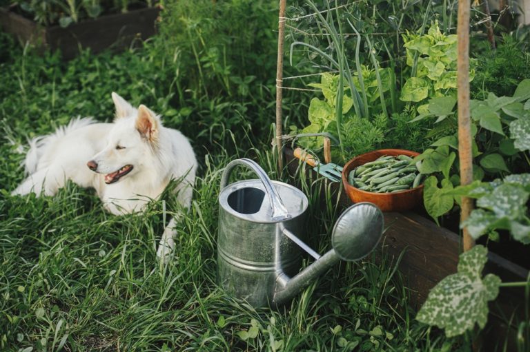 Pet‑Friendly Gardening: Non‑Toxic Plants and Shady Spots Make Your Yard Safe for Fido