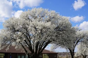 NJ’s Invasive Species Act Bans Bradford Pear, Norway Maple and Other Ornamentals—What to Plant Instead