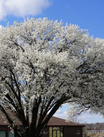 NJ’s Invasive Species Act Bans Bradford Pear, Norway Maple and Other Ornamentals—What to Plant Instead