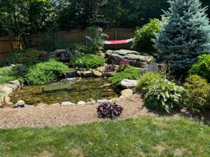 7 Reasons Small Wildlife Ponds Are Gaining Ground