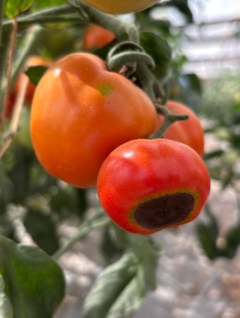 Why Is Blossom-End Rot Appearing After Weeks of Healthy Growth?