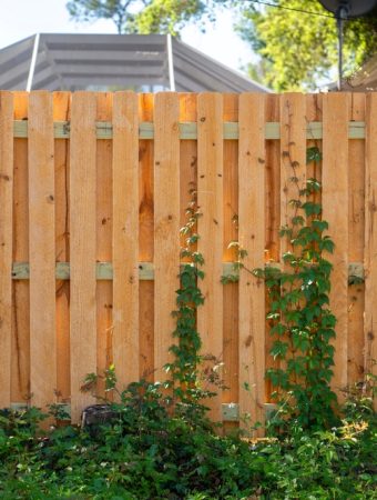 5 Ways to Turn a Bare Fence Into a Productive Growing Space