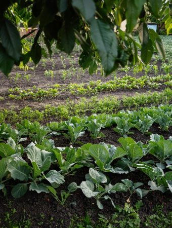 Can Shade-Loving Edibles Lower Your Garden’s Water Needs?