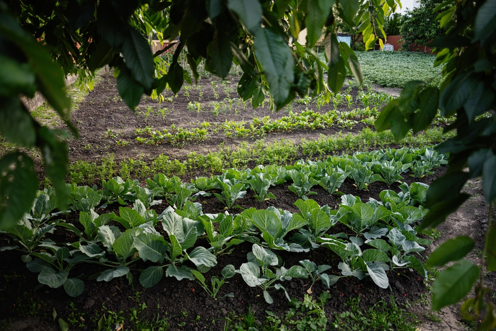 Can Shade-Loving Edibles Lower Your Garden’s Water Needs?