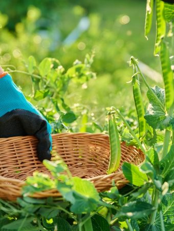 What Should You Do When Beans Stop Flowering in High Heat?