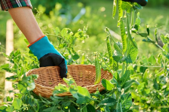 What Should You Do When Beans Stop Flowering in High Heat?