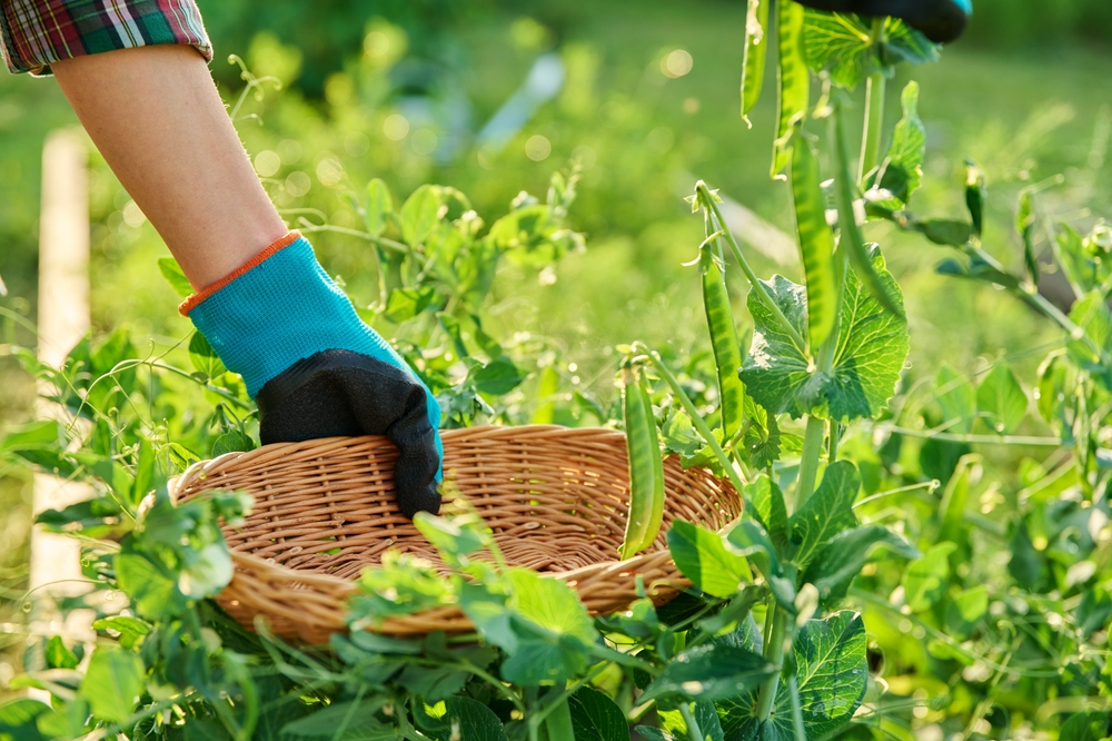 What Should You Do When Beans Stop Flowering in High Heat?