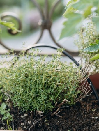 6 Reasons Gardeners Are Mixing Herbs Into Flower Borders