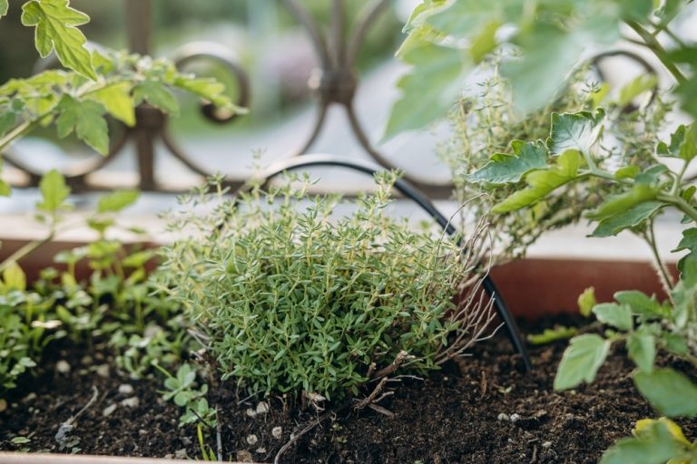 6 Reasons Gardeners Are Mixing Herbs Into Flower Borders